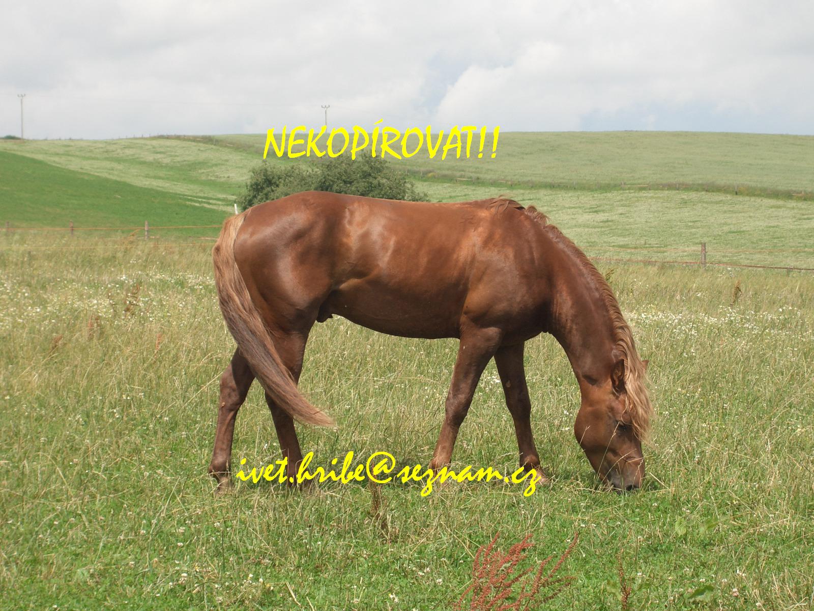 koník