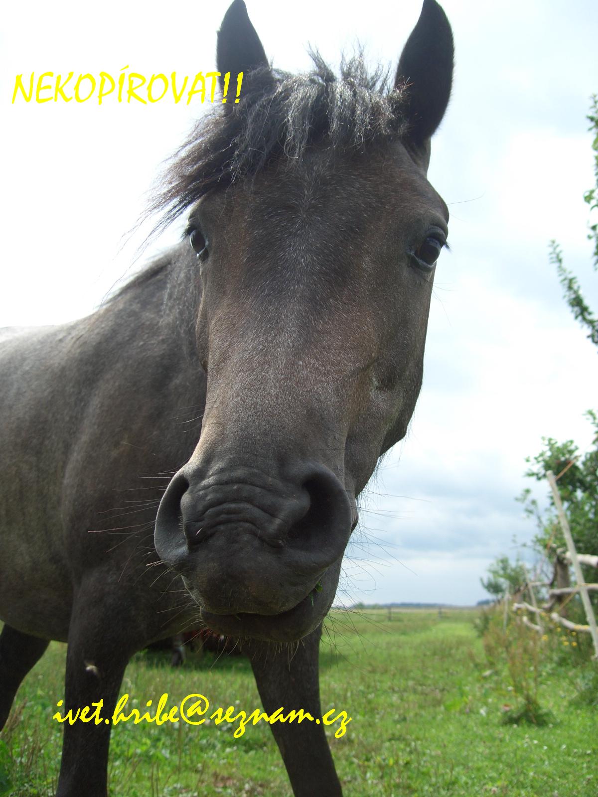 (21)konik