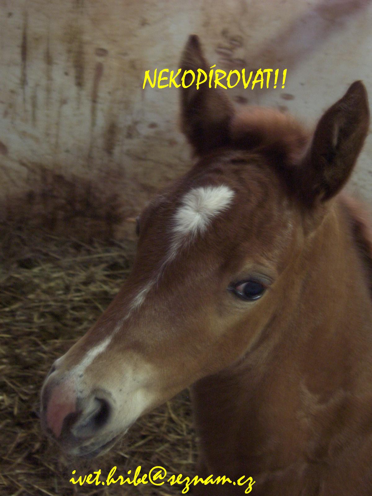 Hříbátko