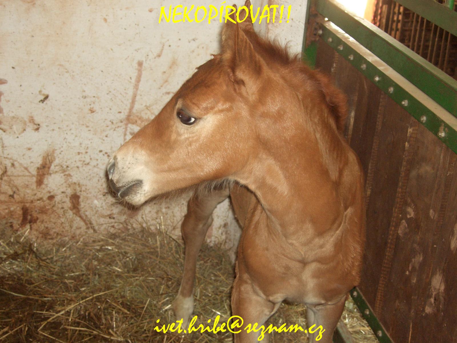 Hříbátko2